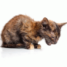 В Красногорском районе участились случаи заболевания кошек панлейкопенией