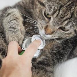 Признаки сердечно-сосудистых и дыхательных расстройств у собак и кошек